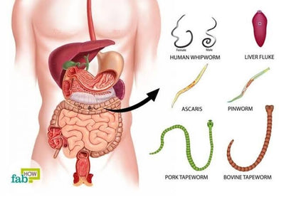 Parasite Protocol: A beginners guide